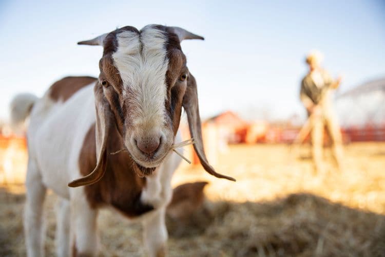 Boginje ovaca i koza pod kontrolom, od afričke kuge uginulo 33.500 svinja