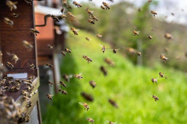Med, rat i tržište: Zašto hrvatska Agro Simpa ulaže u ukrajinsko pčelarstvo